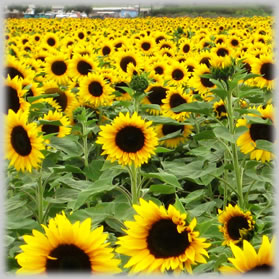 Sunflower Oil